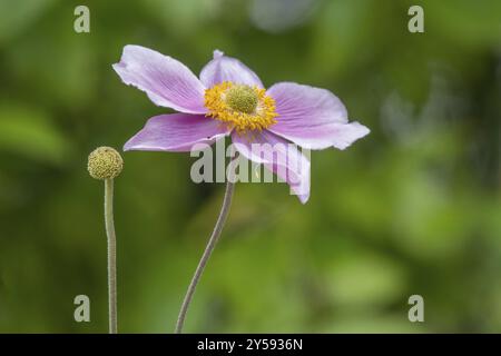 Anemone autunnale (Anemone hupehensis), Renania settentrionale-Vestfalia, Germania, Europa Foto Stock