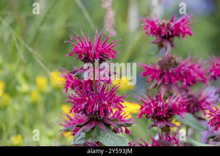 Balsamo d'oro (Monarda didyma), noto anche come ortica indiana o monard scarlatta, Renania settentrionale-Vestfalia, Germania, Europa Foto Stock