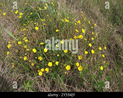 Cinquefoil alpino (Potentilla crantzii) Plantae Foto Stock