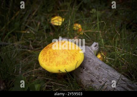 Funghi larici dorati (Suillus grevillei) funghi larici dorati, Almenweg, Klammeben, Hirzer nei pressi di Saltaus, scena, scena, Valle del Passeier, South Tyro Foto Stock