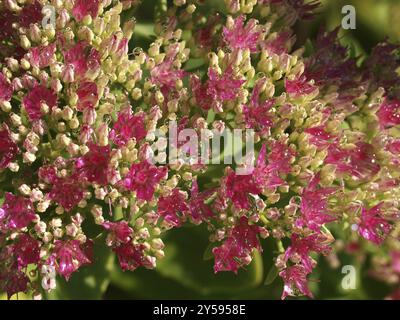 Sedum spectabile Lisa Foto Stock