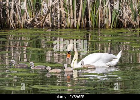 Discendente della famiglia Swan Swan Foto Stock