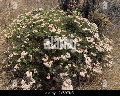 Plantae di grano saraceno selvatico dell'isola di Santa Cruz (Eriogonum arborescens) Foto Stock