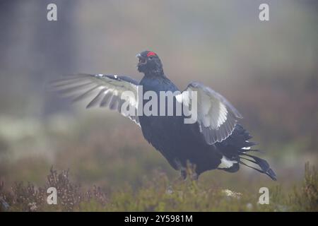 Volo di corteggiamento di un gabbiano nero con vista laterale in una brughiera svedese Foto Stock
