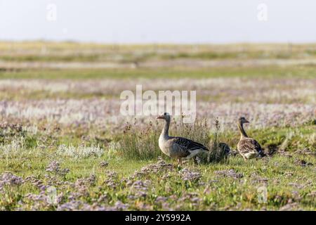 Oche grigie (Anser anser) sulle paludi salate di Juist, Isole Frisone Orientali, Germania, Europa Foto Stock