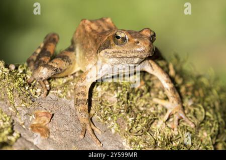 Rana greca con vista frontale su una pietra mossy Foto Stock