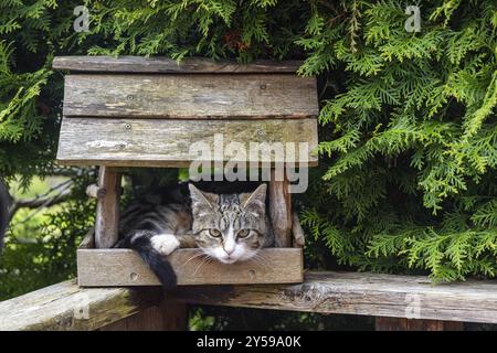Gatto nascosto in una casa per uccelli Foto Stock