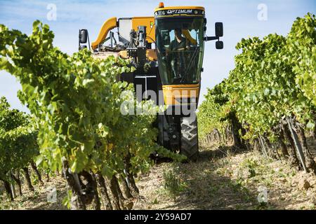 Grape picking Machine, Rhone Valley, Francia, Europa Foto Stock