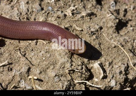 Vista dall'alto della testa e del corpo anteriore con gli occhi regressi di un serpente vermifero Foto Stock