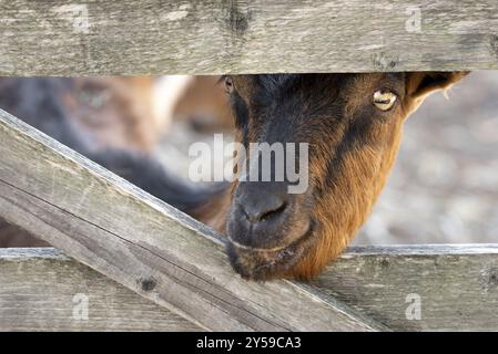 Divertente di capra per adulti guarda la telecamera attraverso la recinzione di tavole di legno Foto Stock