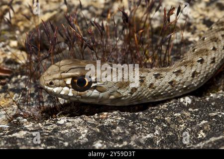 Testa e corpo anteriore di un serpente lucertola lungo 30 cm nel disegno giovanile Foto Stock