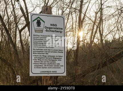 Fioritura primaverile aconiti invernali e fiocchi di neve primaverili riserva naturale di Zehling Ballenstedt Foto Stock