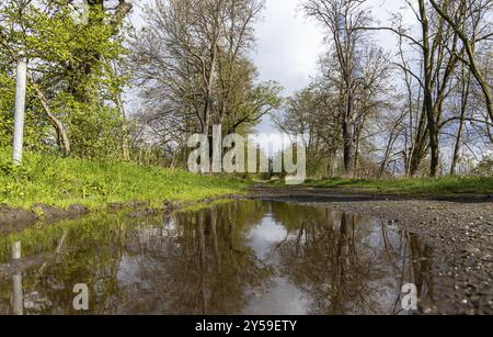 Percorso di campo con grande pozzanghera nella foresta Foto Stock