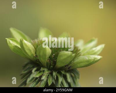Echinacea invidia verde Foto Stock