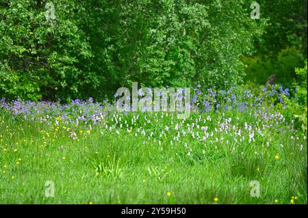 Fiori misti di prato primaverile, tra cui bistorta e Iris sibirica UK May Foto Stock