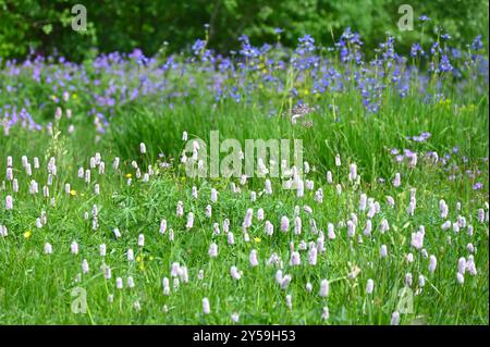 Fiori misti di prato primaverile, tra cui bistorta e Iris sibirica UK May Foto Stock