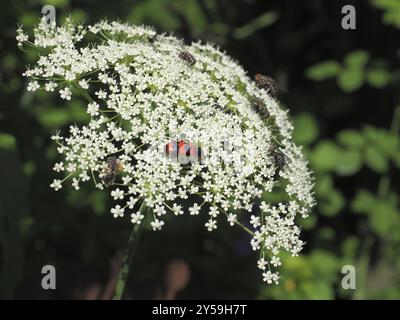 Seseli libanotis Foto Stock