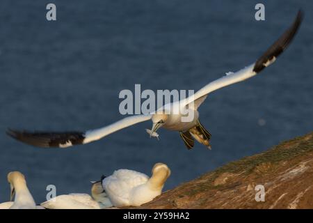 Un gannet ritorna a Heligoland volando con una piuma nel becco Foto Stock