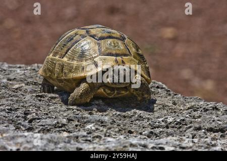 Una giovane tartaruga moresca su una parete guarda nella telecamera Foto Stock