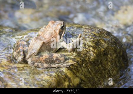 Vista laterale di un ruscello greco su una pietra nel fiume Foto Stock