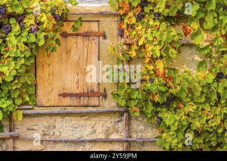 Immagine rustica in ambiente autunnale con la botola in legno e le vigne appese, sul muro di una vecchia casa tedesca Foto Stock