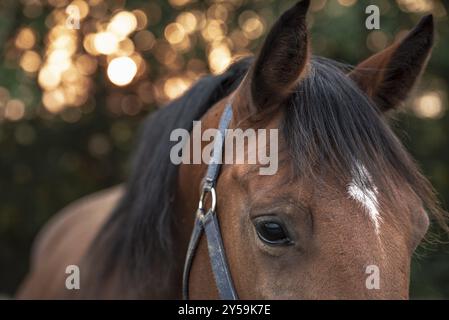 Primo piano con un cavallo marrone, con una macchia bianca sulla fronte, grandi occhi delicati, un'immagine con messa a fuoco selettiva e sfondo colorato Foto Stock