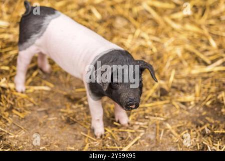 Simpatico maialino, di due settimane, della razza suina Swabian-Hall, con testa nera e retro e centro rosa bianco Foto Stock