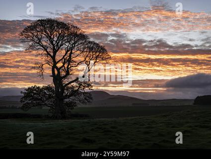Una sagoma di albero all'alba, Scozia, Regno Unito, Europa Foto Stock