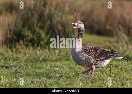 Oca grigia (Anser anser) sulle paludi di sale di Juist, Isole Frisone Orientali, Germania, Europa Foto Stock