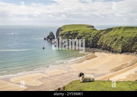 Una pecora sulle scogliere a Malin Beg Beach Foto Stock