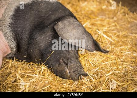 Immagine ravvicinata con la testa di un maiale svevo, una razza tedesca di maiali, che poggia su un letto di fieno Foto Stock