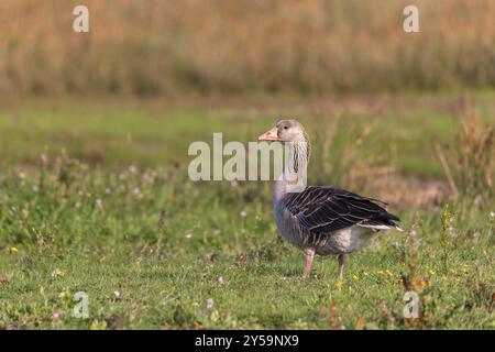 Oca grigia (Anser anser) sulle paludi di sale di Juist, Isole Frisone Orientali, Germania, Europa Foto Stock