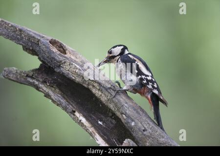 Un grande picchio maculato che si forgia su un ramo morto Foto Stock