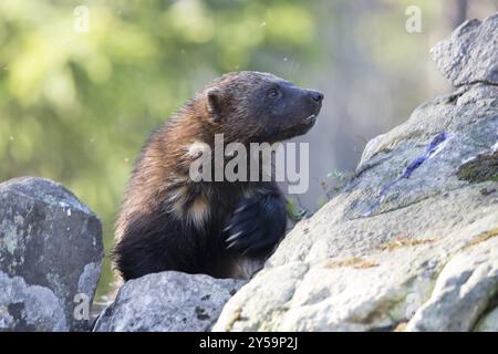 Il corpo anteriore di una wolverine in arrampicata in Finlandia, la cui zampa destra ha sfocatura del movimento Foto Stock