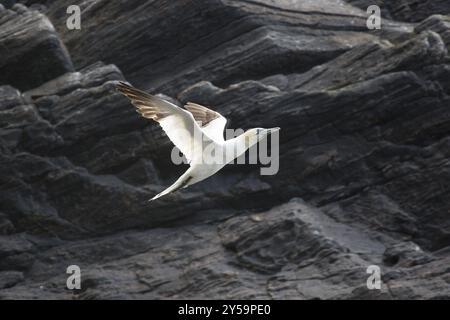 Una gannet volante di fronte a una parete rocciosa sull'isola degli uccelli Runde in Norvegia Foto Stock