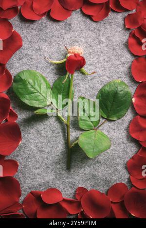 Immagine di design romantica con un gambo rosa con un unico petalo, su un tessuto grigio vintage, circondato dai suoi petali rossi a forma di cornice Foto Stock