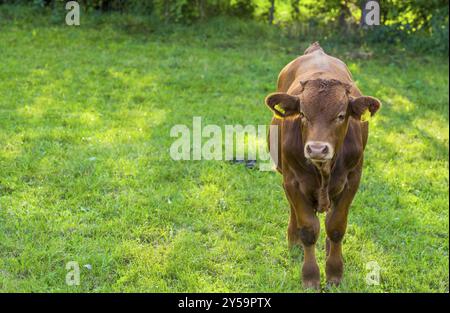 Immagine con un marrone giovane vacca in un prato verde, in una fattoria nel sud della Germania, vicino al villaggio di Schwabisch Hall Foto Stock