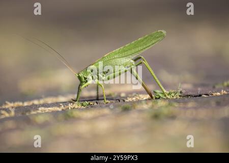 Una grande cavalletta che dedica uova Foto Stock