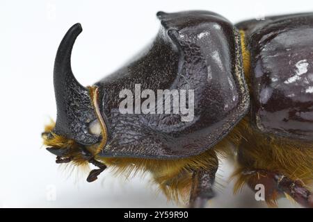 La testa di uno scarabeo di rinoceronte nella vista laterale Foto Stock