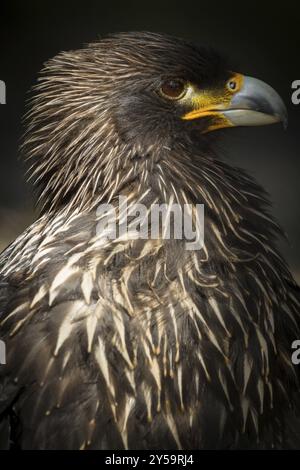 Steppa Eagle (lt. Aquila nipalensis) Foto Stock