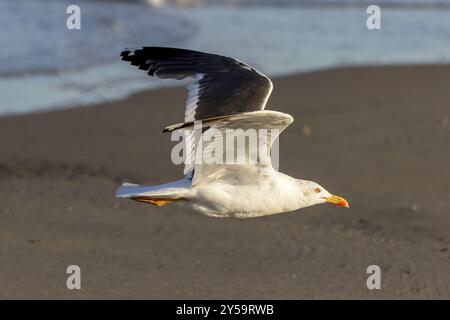 Gabbiano aringa (Larus fuscus) in volo sulla spiaggia di Juist, Isole Frisone Orientali, Germania, Europa Foto Stock