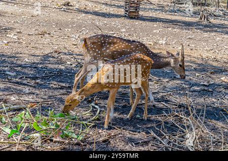 Due cervi Chital o Spotted Deers nel parco forestale di Nisargadhama a Kushalnagar, India Foto Stock