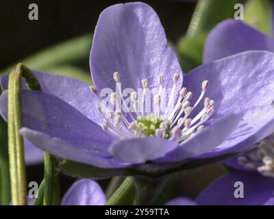 Hepatica nobilis Foto Stock
