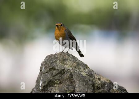 Un robin si siede sulla cima di una scogliera Foto Stock