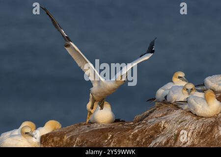 Un gannet vola via da una scogliera sull'Helgoland, con animali da riproduzione accanto ad essa Foto Stock