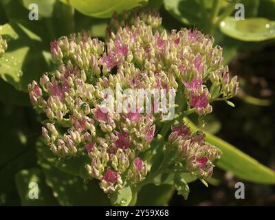 Sedum spectabile Lisa Foto Stock