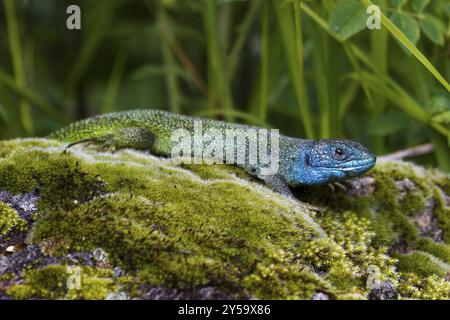 Una lucertola verde occidentale che prende il sole su una pietra muschiata nella regione francese dell'Alvernia, con vista laterale ritagliata Foto Stock