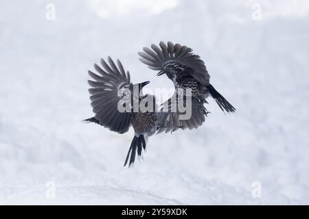 Due scagnozzi combattono in volo mentre la neve cade dietro di loro Foto Stock