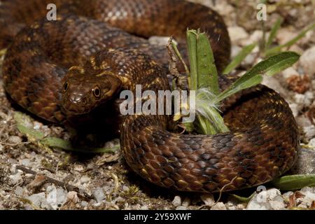 Un serpente viperino disturbato assume una posizione minacciosa Foto Stock