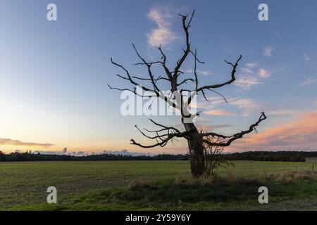 Singolo albero al tramonto monumento naturale nelle montagne Harz Foto Stock